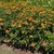 Lantana camara Bandito