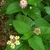 leafy shoots bearing clusters of pink flowers and yellow flowers