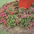 Ground cover in mix of red and fuchsia cultivars.