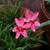 Lapeirousia laxa