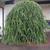 Larix decidua
