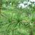 Larix decidua