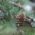Larix kaempferi Fruit and Leaf