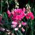 Lathyrus spp.