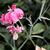 Lathyrus spp.