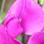 Lathyrus latifolius