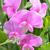 Lathyrus latifolius