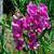 Lathyrus odoratus