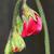 Lathyrus odoratus