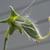Lathyrus odoratus
