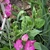 Flowers, Buds, Stem & Tendrils - Late Spring - Durham Co., NC