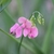 Inflorescence