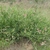Form