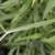 Stem, leaves and tendrils