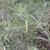 Legumes