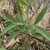 Compound leaves
