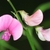 Flower detail