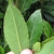 Hand holding elliptical leaves showing upper & lower surfaces.
