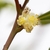 Close-up of axillary cluster of male flowers.