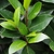 Shoot with elongate elliptical leaves with acute apices
