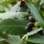 Leaves and a cluster of purple-black drupes.