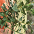 Small potted plant with numerous leafy shoots.
