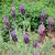 Lavendula stoechas