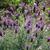 Lavendula stoechas 