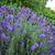 Lavandula x intermedia