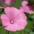 Lavatera trimestris
