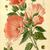 Lavatera trimestris