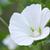 Lavatera trimestris