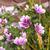 Lavatera trimestris