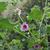 Lavatera arborea