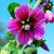 Lavatera arborea