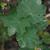 Lavatera arborea