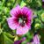 Lavatera arborea