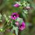 Lavatera arborea
