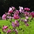 A spray of pink roses. Many flowers.
