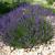 Form in bloom