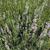 Lavandula x intermedia 'Grosso'