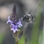 Bee on the flower
