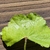 Leaf closeup in November in Durham, North Carolina