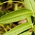 Closeup of leaf underside