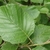 Leaf and stem in May in Krasnosel'skiy rayon, Russia