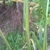 Leaf and stem in October in Orere Point, New Zealand
