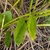 Leaves and stem in September in Crawford County, Michigan