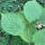Leaves and stem in September in Vladivostok, Russia