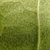 Leaf underside in July in Rutherford County, Tennesse