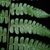 Leaf underside in July in Saül 97314, French Guyana